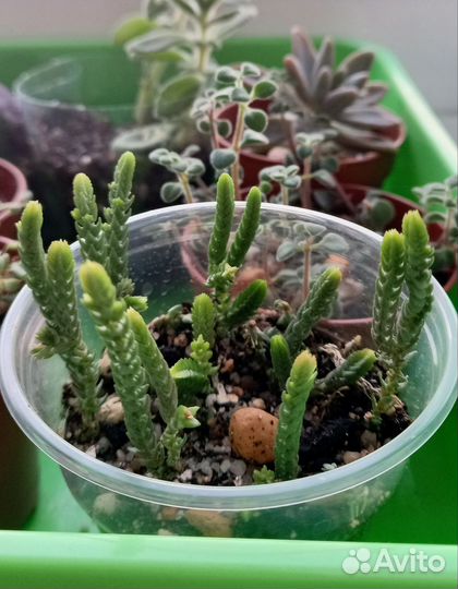 Суккуленты