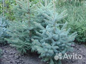 Саженцы ели