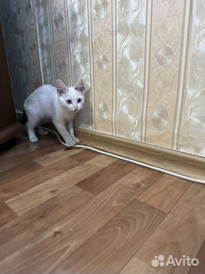 Пристраиваю котика