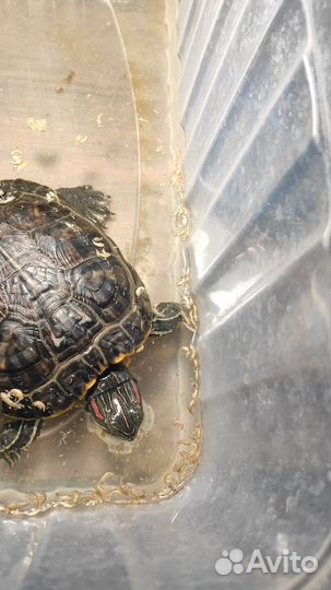 Красноухая черепаха бесплатно