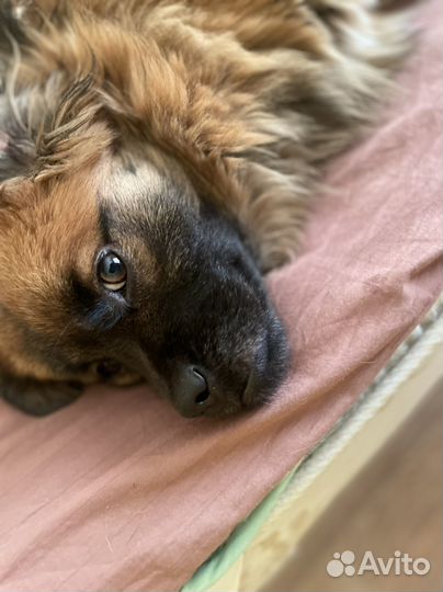 Собака в добрые руки