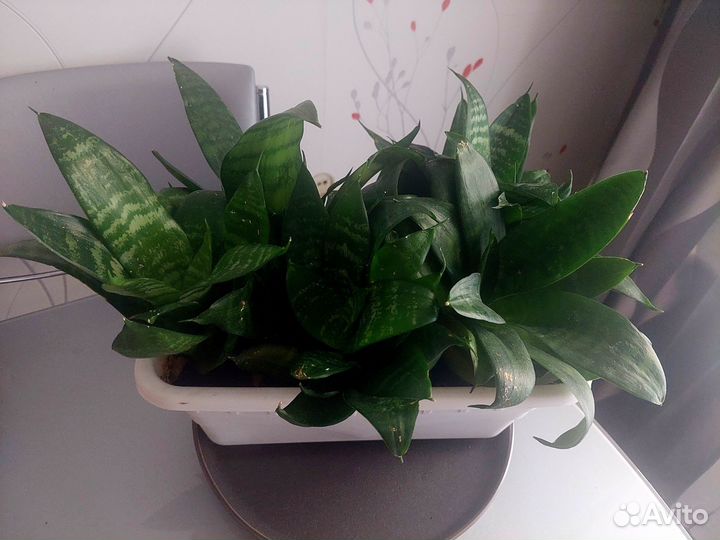 Сансевиерия Ханни