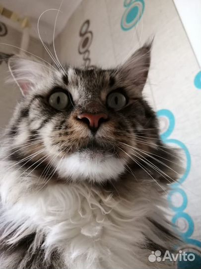 Мейн-кунна на Вязку его дети