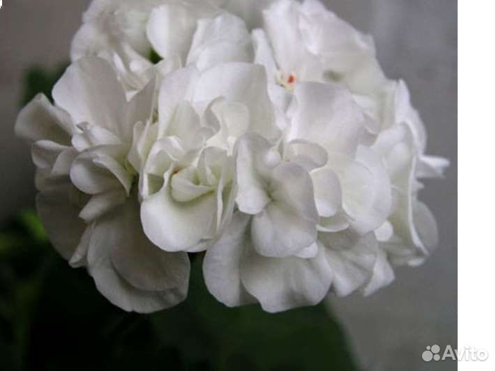 Пеларгония (герань)
