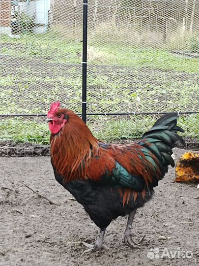 Молодые петушки