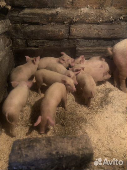 Поросята