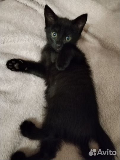 Котята отдам