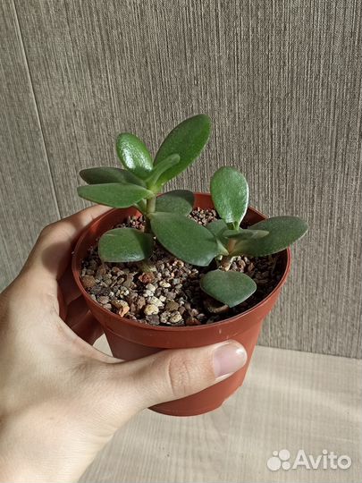 Крассула толстянка