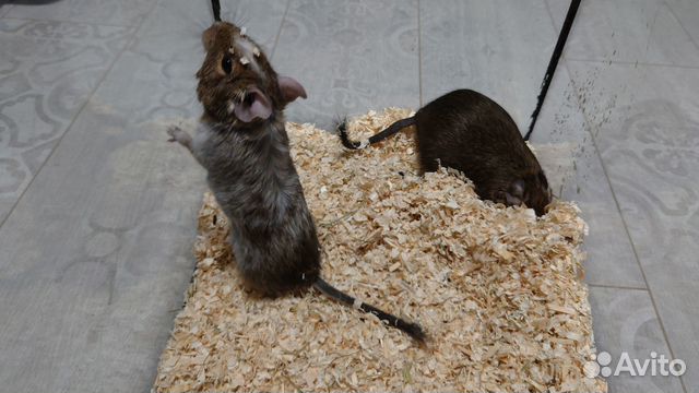 Дегу, чилийские белки купить в Москве | Животные и зоотовары | Авито