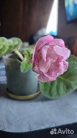 Глоксиния листики