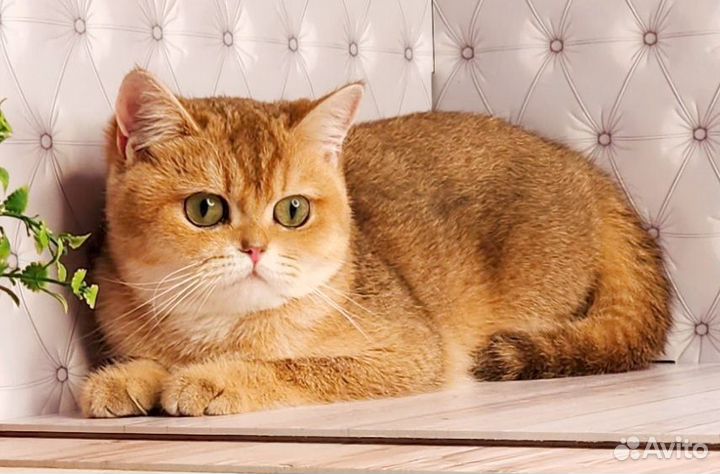 Золотая шиншилла