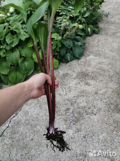 Хоста Пурпл Харт