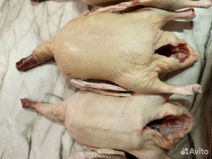 Тушки (мясо) гуся, индейки, куры, утки