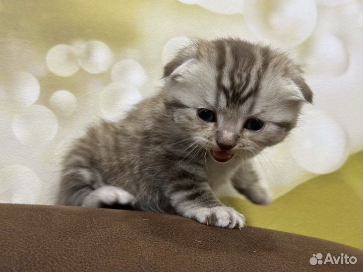 Шотландские котята