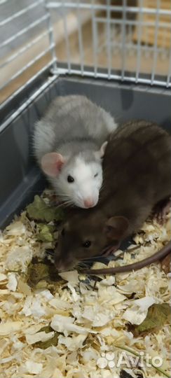 Милашки Дамбо