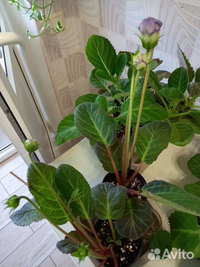 Глоксинии 4 сорта