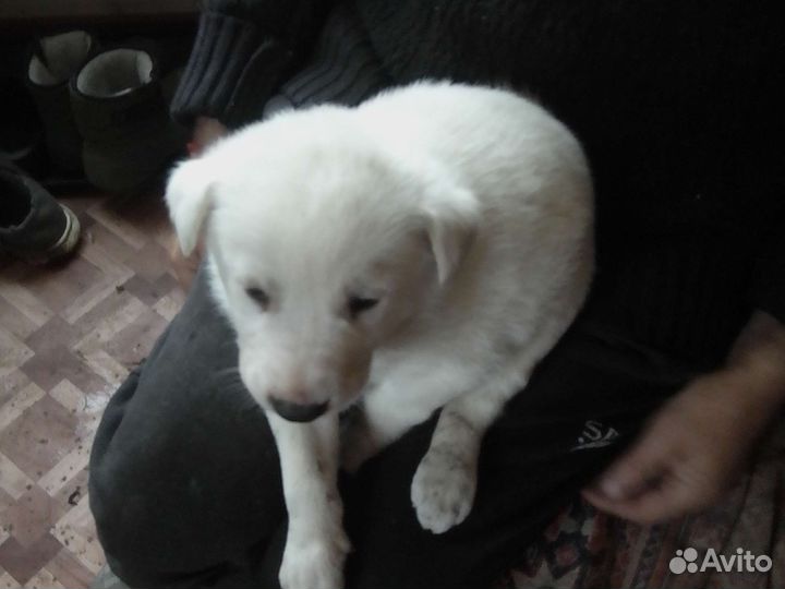 Щенки Лабрадора смесь швейцарской овчаркой