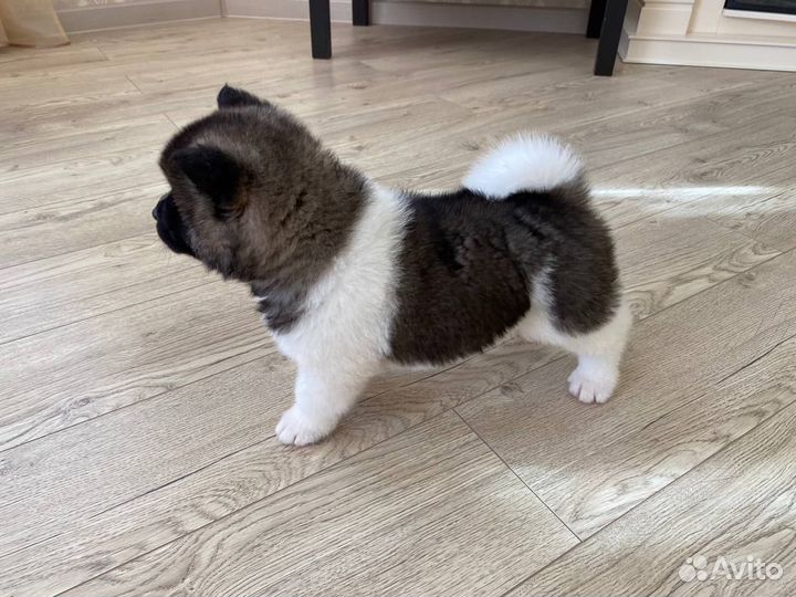 Щенки американской акиты