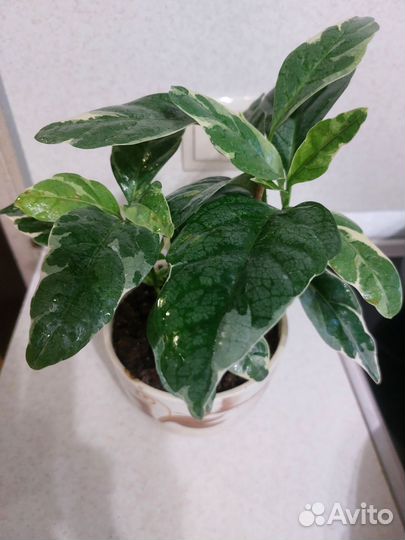 Псевдоэрантемум вариегатный