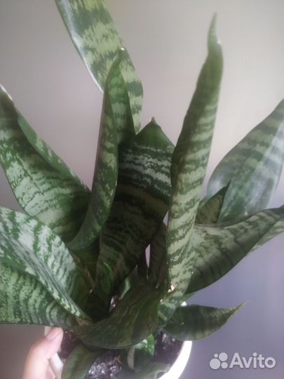 Сансевиерии