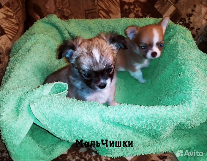 Щенки чихуахуа