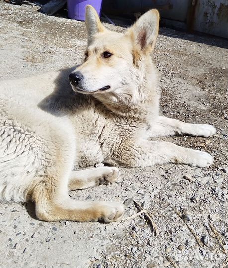 Собака в добрые руки