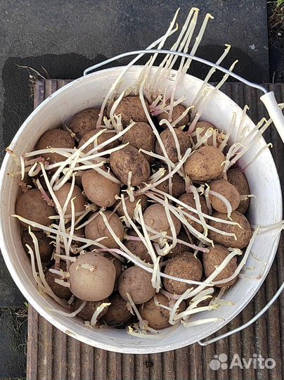 Семенной картофель