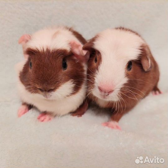 Морские свинки малыши породы цветной крестед