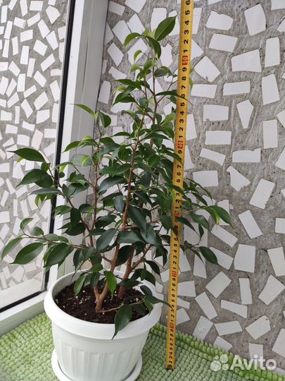 Фикус Бенджамина Наташа