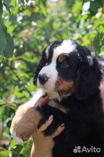 Бернский зенненхунд