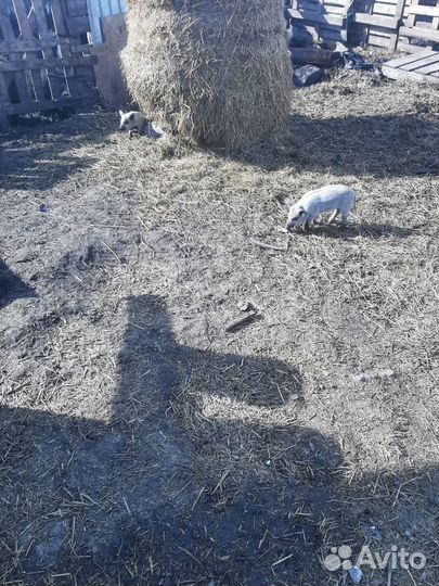 Поросята венгерской мангалицы