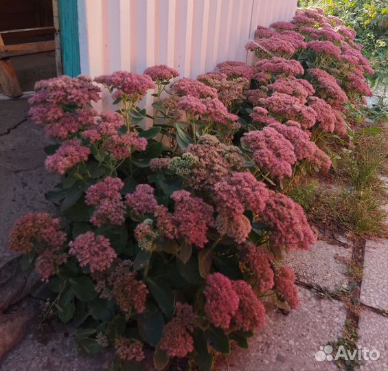 Очиток (седум)
