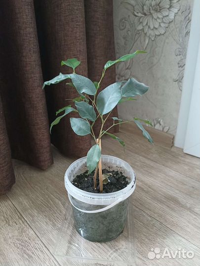 Фикус Бенджамина