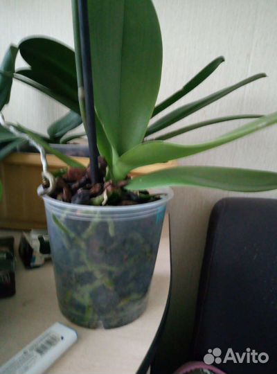 Коллекционные орхидеи