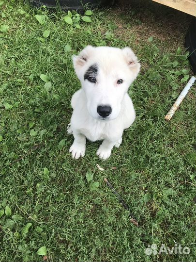 Щенки алабая