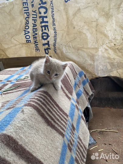 Кошки в добрые руки бесплатно