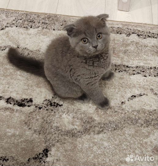 Шотландская