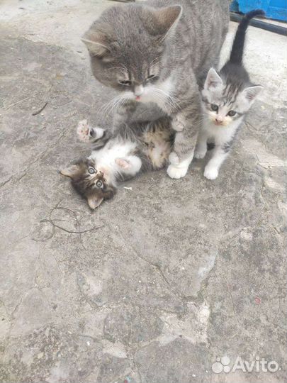 Котята