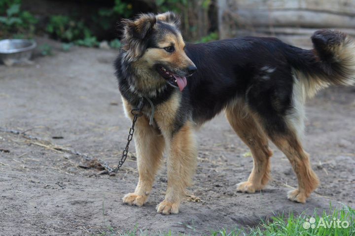 Собака в добрые руки