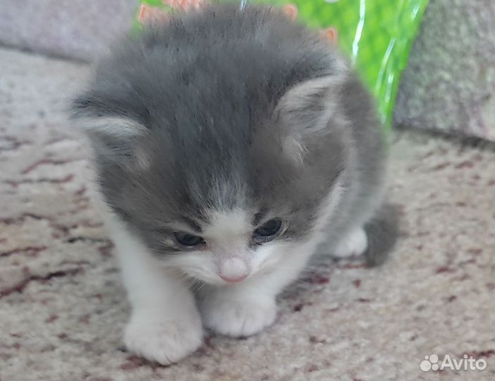 Котята пушистики