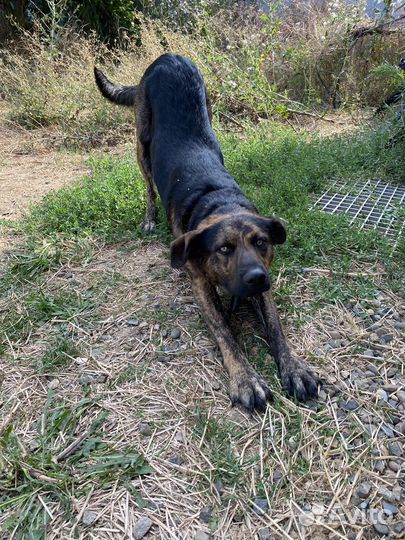 Собаки в добрые руки