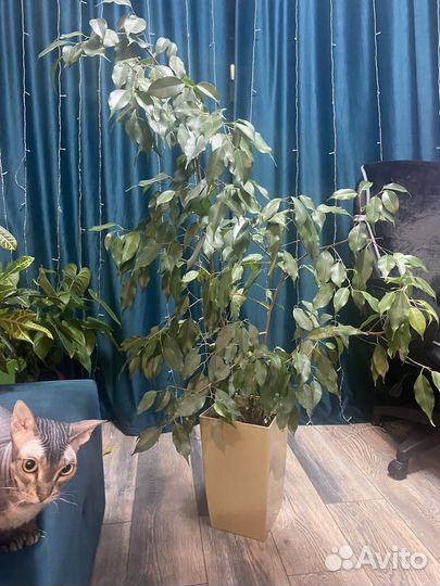 Фикус бенджамина