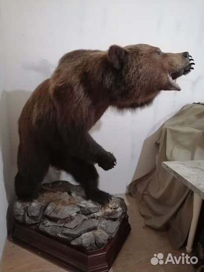 Имитация медведя