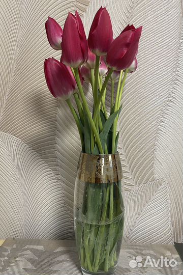 Луковицы тюльпанов