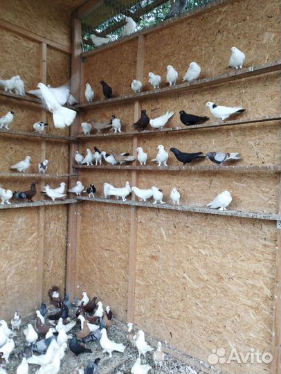 Бакинские бойные