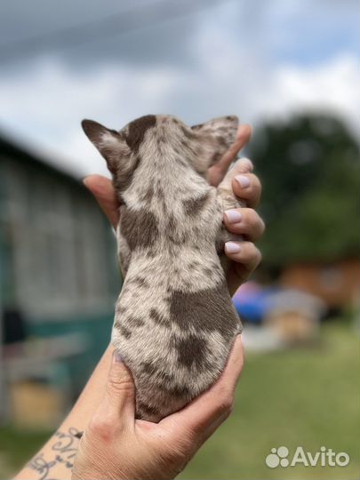 Эксклюзивная девочка чихуахуа