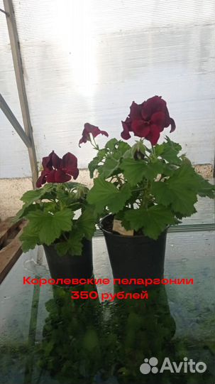 Пеларгония герань
