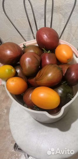 Рассада помидор