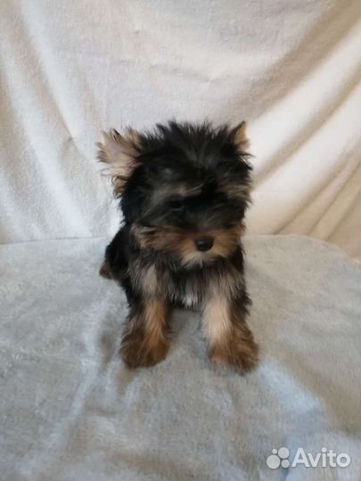 Йоркширский терьер