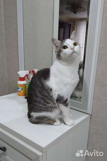 Кошечка и котик